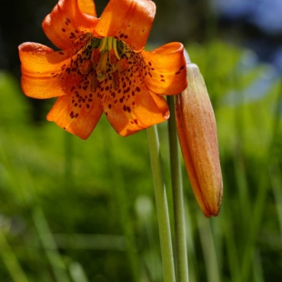 Lilium columbianum